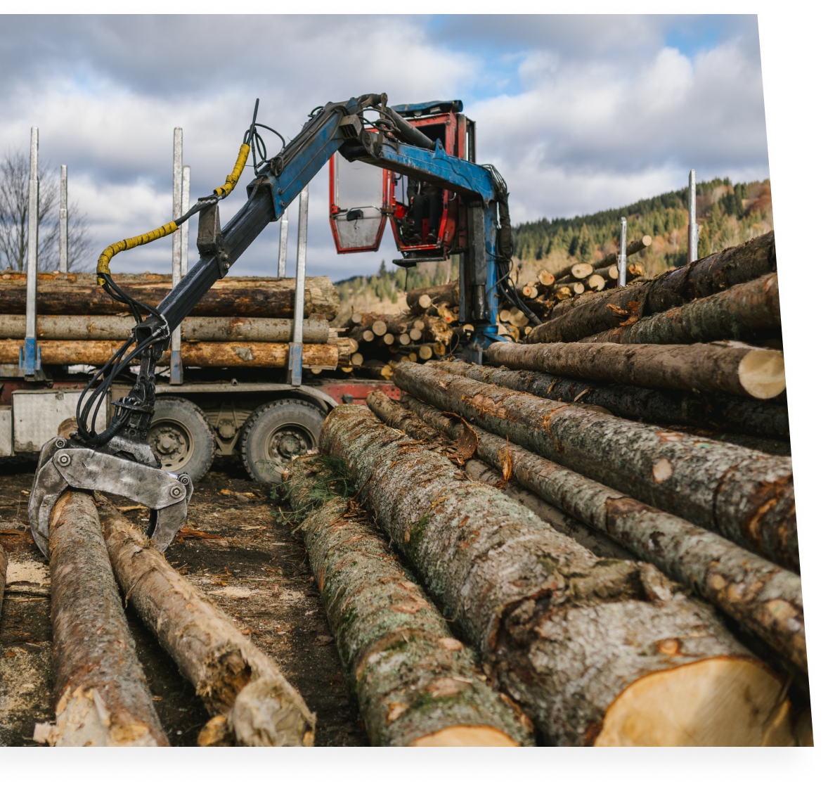 Une pince hydraulique montée sur un bras mécanique charge des grumes dans un camion, entouré de piles de troncs d'arbres coupés, dans un environnement forestier.